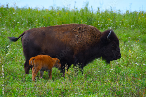 Buffalo Mother and Calf
