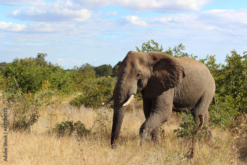 Obraz premium Afrikanischer Elefant / African elephant / Loxodonta africana