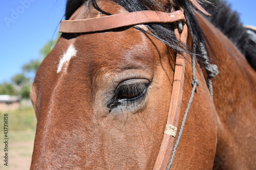 Portrait of a Brown Horse