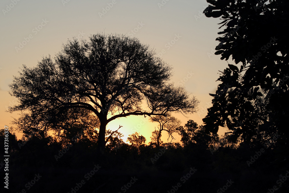 Sonnenuntergang Krüger Park Südafrika / Sundown Kruger Park South Africa / Sonnenuntergang Krüger Park Südafrika / Sundown Kruger Park South Africa /