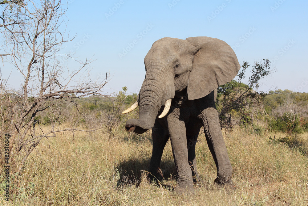 Obraz premium Afrikanischer Elefant / African elephant / Loxodonta africana