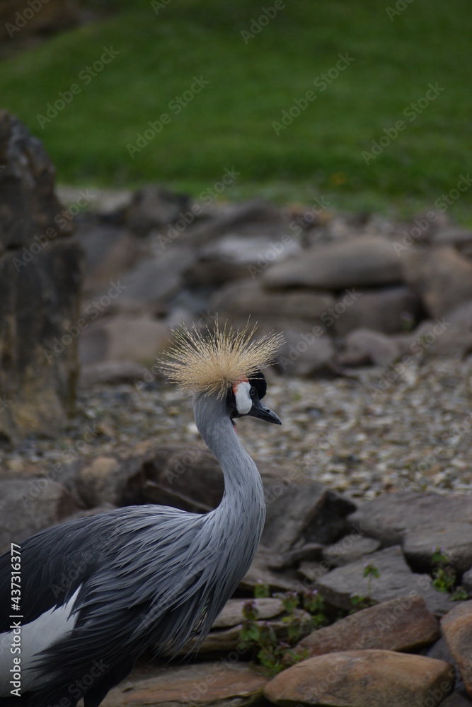 Fototapeta premium grey crowned crane