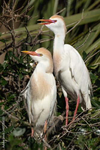 Mating Pair of Cattle Egrets photo