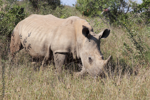 Breitmaulnashorn / Square-lipped rhinoceros / Ceratotherium Simum © Ludwig