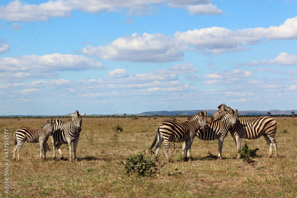 Naklejka premium Steppenzebra / Burchell's zebra / Equus burchellii....