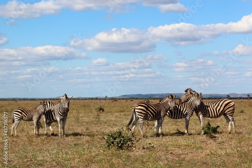 Steppenzebra   Burchell s zebra   Equus burchellii....