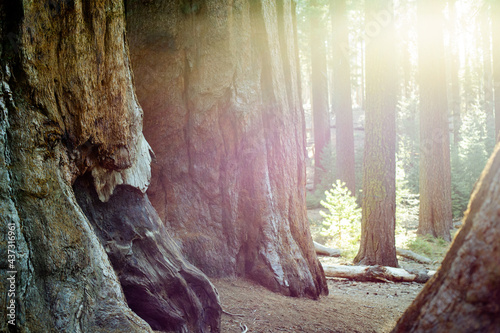 Sequoia National Park Sequoia Trees
