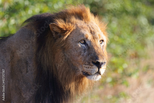 Afrikanischer Löwe / African lion / Panthera leo.