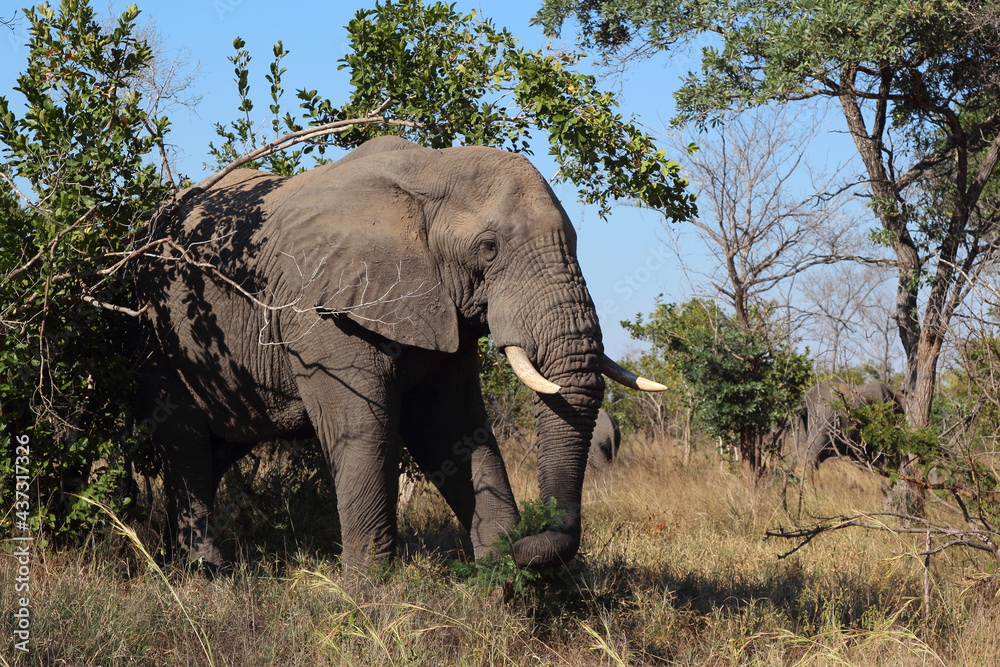 Obraz premium Afrikanischer Elefant / African elephant / Loxodonta africana