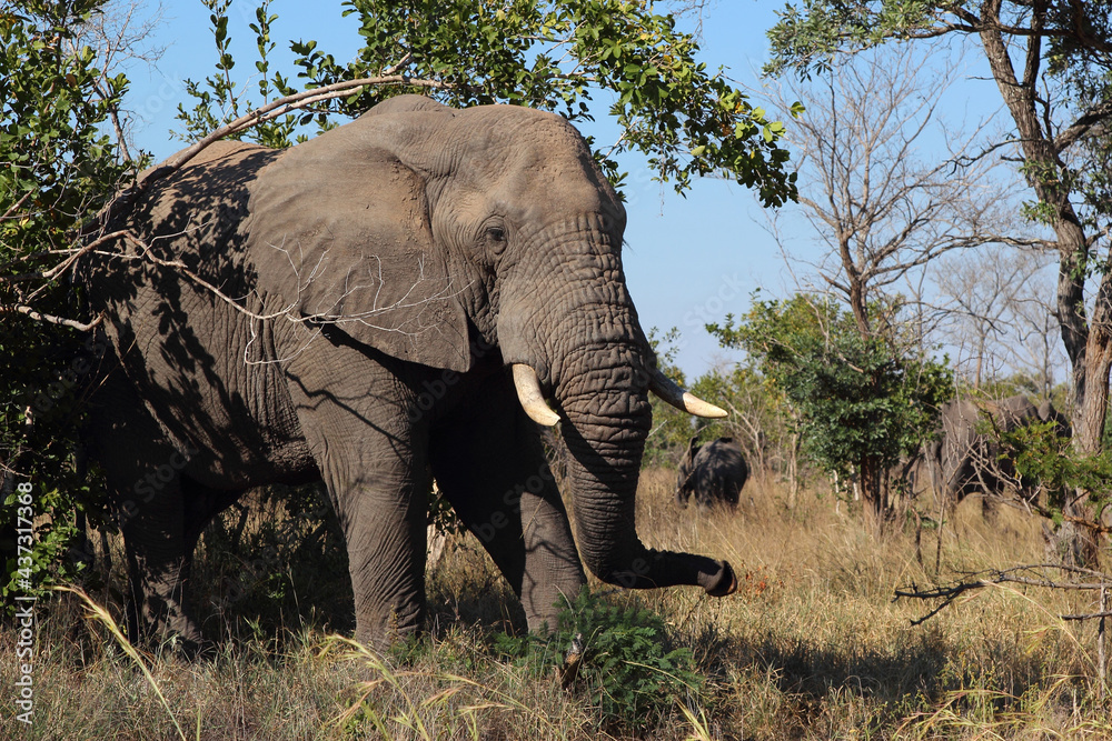 Fototapeta premium Afrikanischer Elefant / African elephant / Loxodonta africana