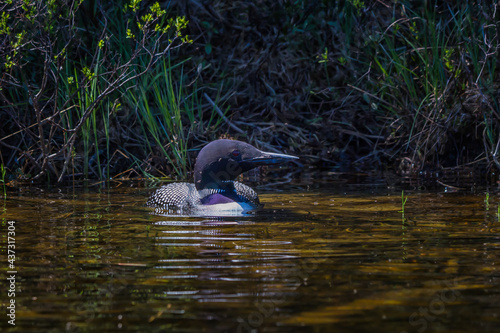 Common Loon at the edge of a lake with her nest in behind. 