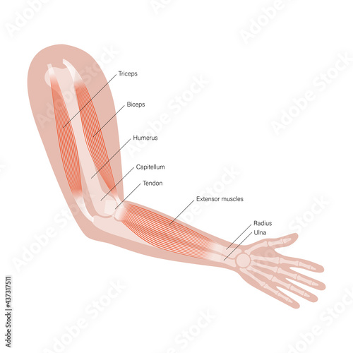 Muscular system arms