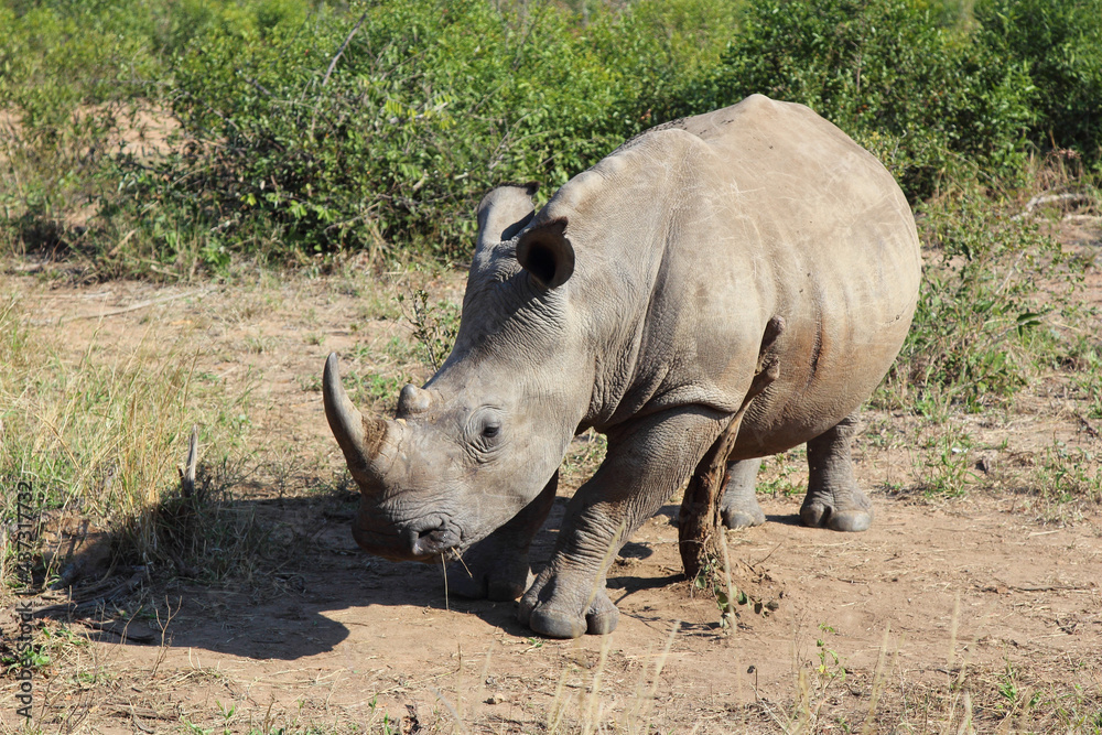 Fototapeta premium Breitmaulnashorn / Square-lipped rhinoceros / Ceratotherium Simum