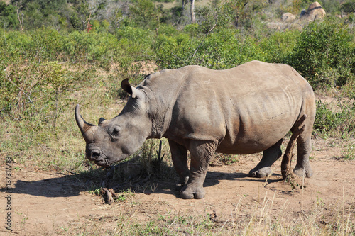 Breitmaulnashorn   Square-lipped rhinoceros   Ceratotherium Simum