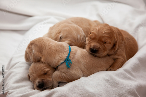 a pile of golden retriever puppies