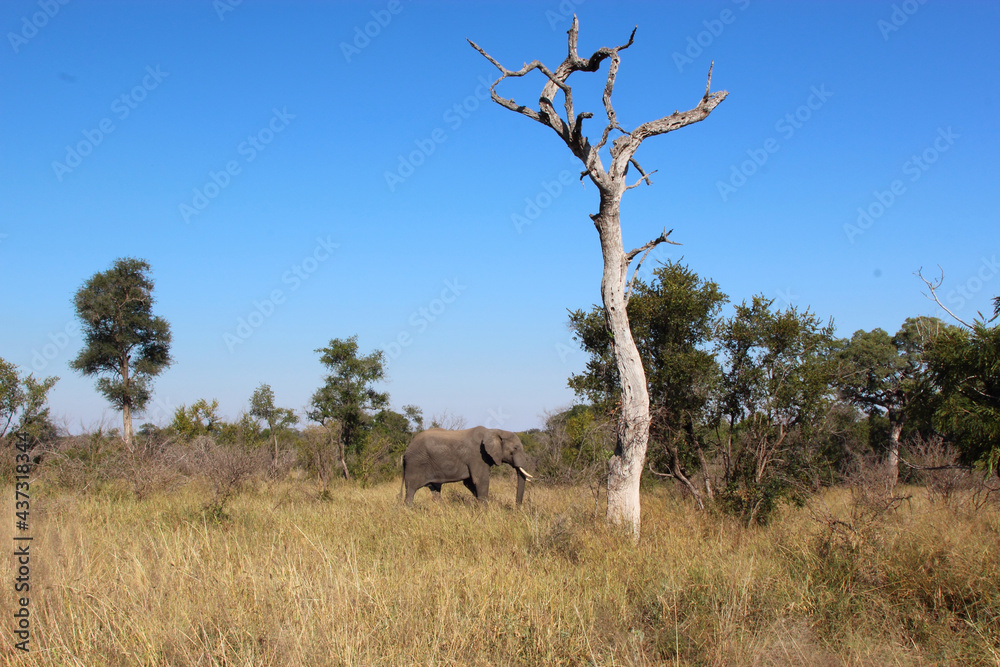 Fototapeta premium Afrikanischer Elefant / African elephant / Loxodonta africana