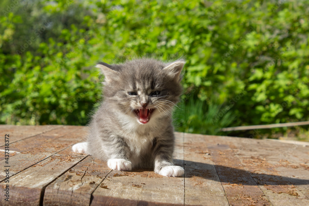 Cute gray kitten looking up on the white background Cute gray kitten looking up on the white background