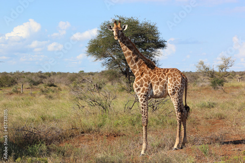 Photography Giraffe / Giraffe / Giraffa camelopardalis