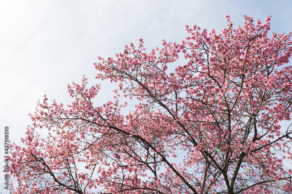 桜の木 桜の木
