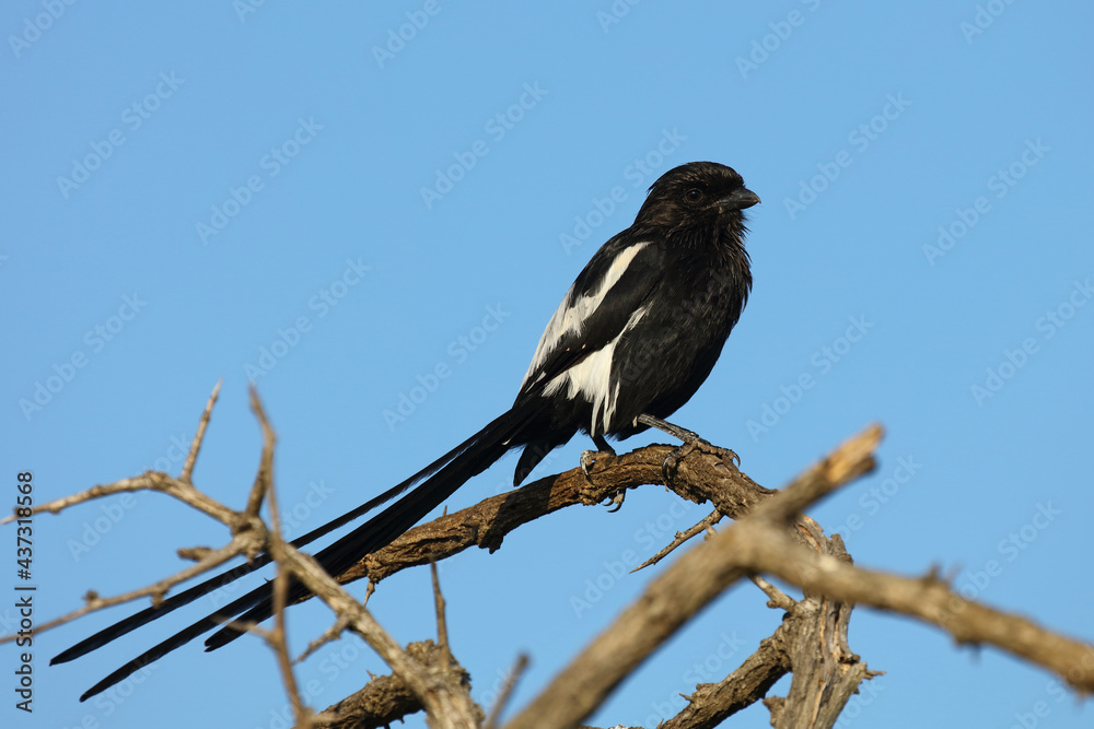 Schachwürger / Long-tailed shrike - Magpie shrike / Lanius schach. Schachwürger / Long-tailed shrike - Magpie shrike / Lanius schach.
