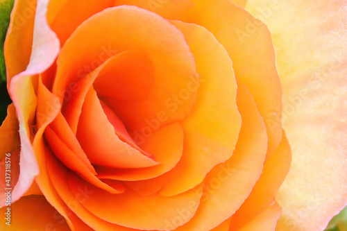 Macro of the center of a peach begonia in bloom