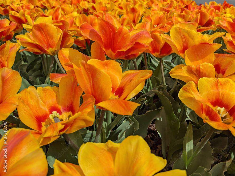 orange and flowers orange and flowers