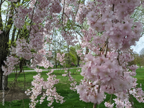 pink cherry blossom