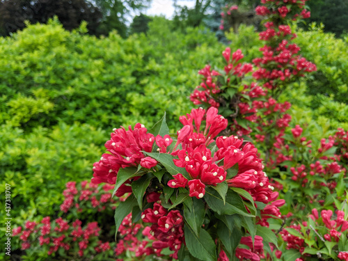 pink flowers in the garden