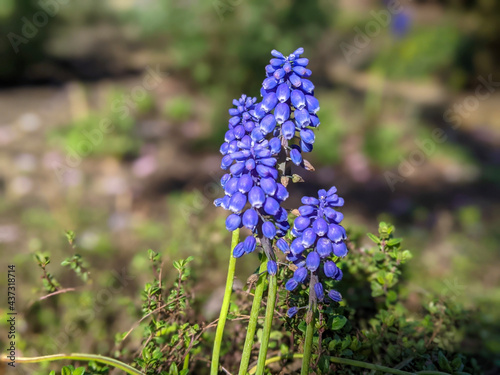 blue and purple