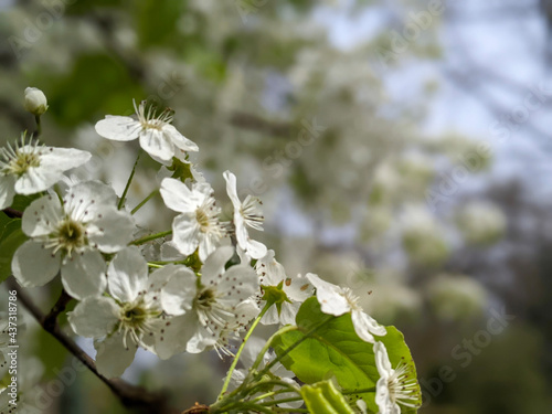 blooming tree