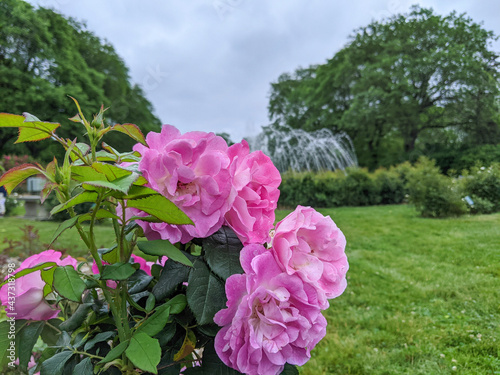 pink flowers in the garden