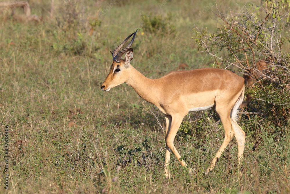 Schwarzfersenantilope / Impala / Aepyceros melampus... Schwarzfersenantilope / Impala / Aepyceros melampus...