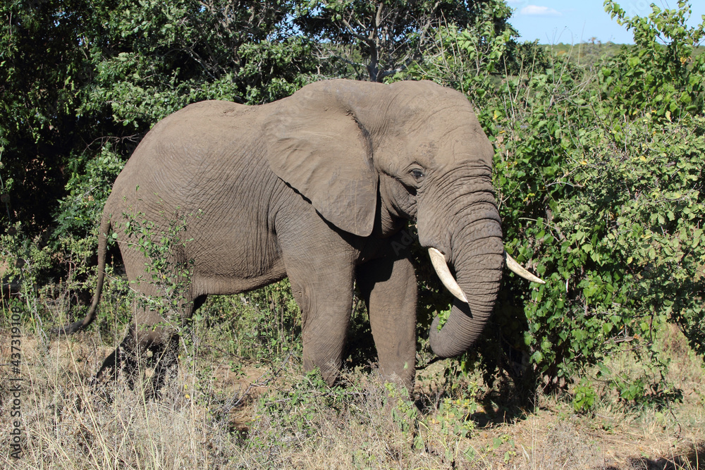 Afrikanischer Elefant / African elephant / Loxodonta africana Afrikanischer Elefant / African elephant / Loxodonta africana