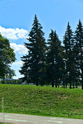Vertical view of a group of high pine trees with a background of cloudy blue sky on a sunny summer day in Jarry Park, Montreal. Ecosystem, hope, happiness, tranquil, care, inspiration, love concepts