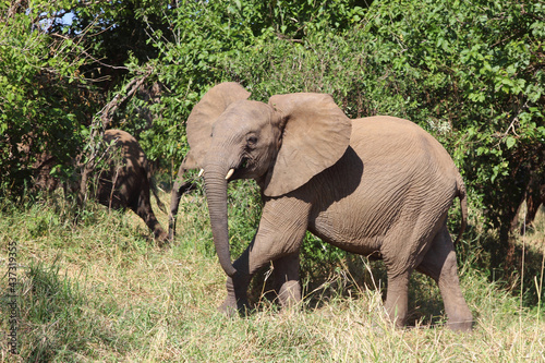 Afrikanischer Elefant   African elephant   Loxodonta africana...