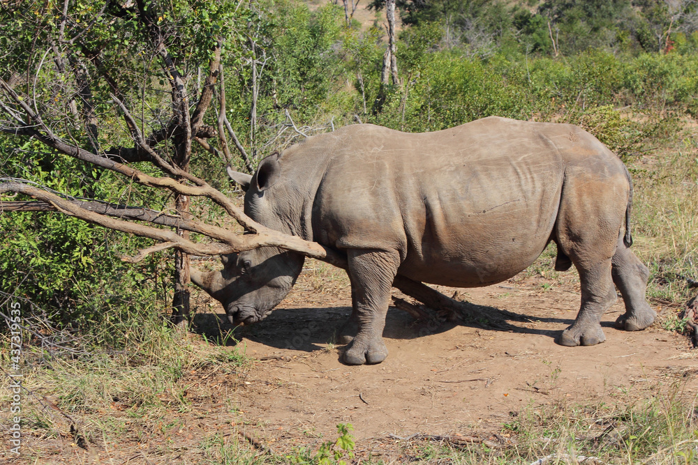 Fototapeta premium Breitmaulnashorn / Square-lipped rhinoceros / Ceratotherium Simum