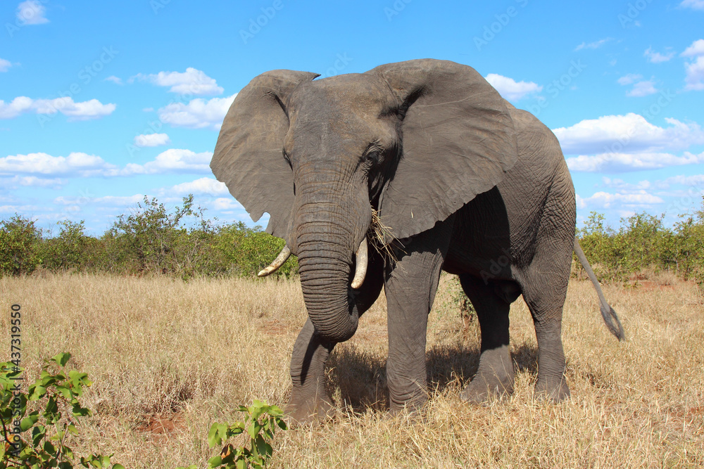 Obraz premium Afrikanischer Elefant / African elephant / Loxodonta africana