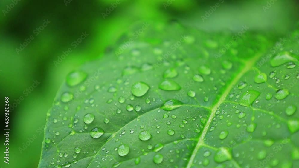 植物の葉 雨の水滴 イメージ 植物の葉 雨の水滴 イメージ