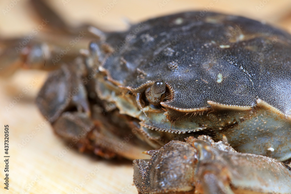 A close-up of fresh river crabs