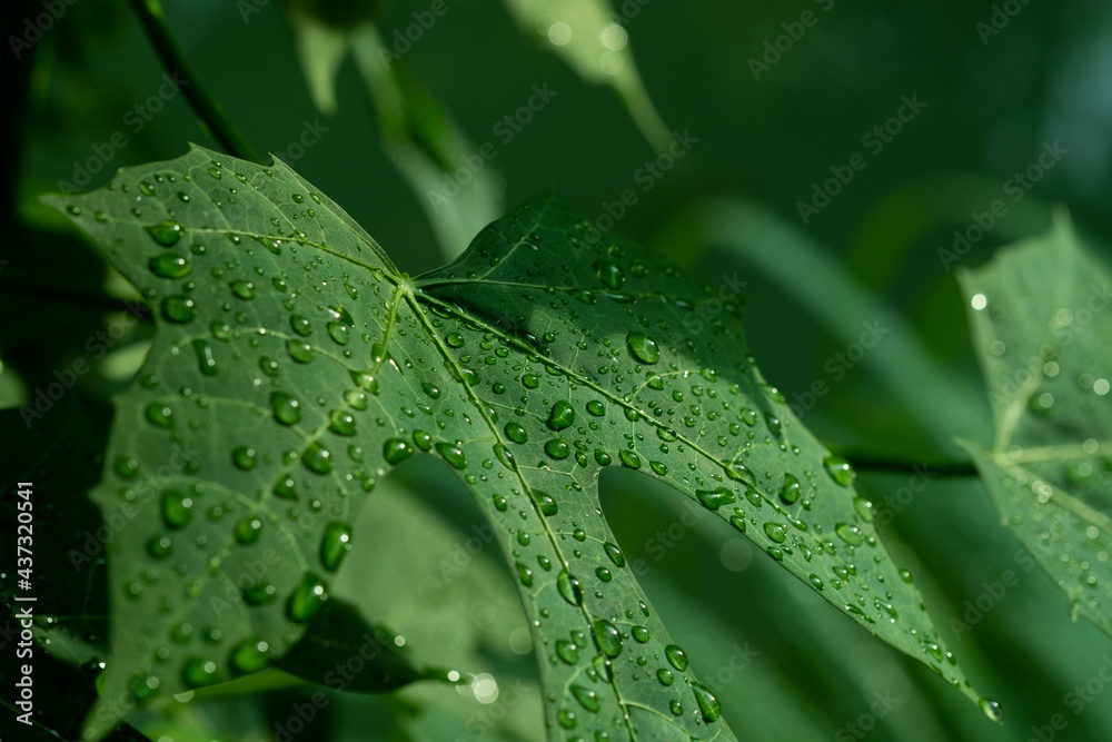 Water on leave background, Green leaf nature Water on leave background, Green leaf nature