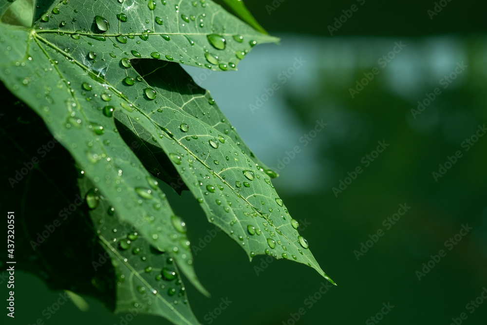 Water on leave background, Green leaf nature Water on leave background, Green leaf nature