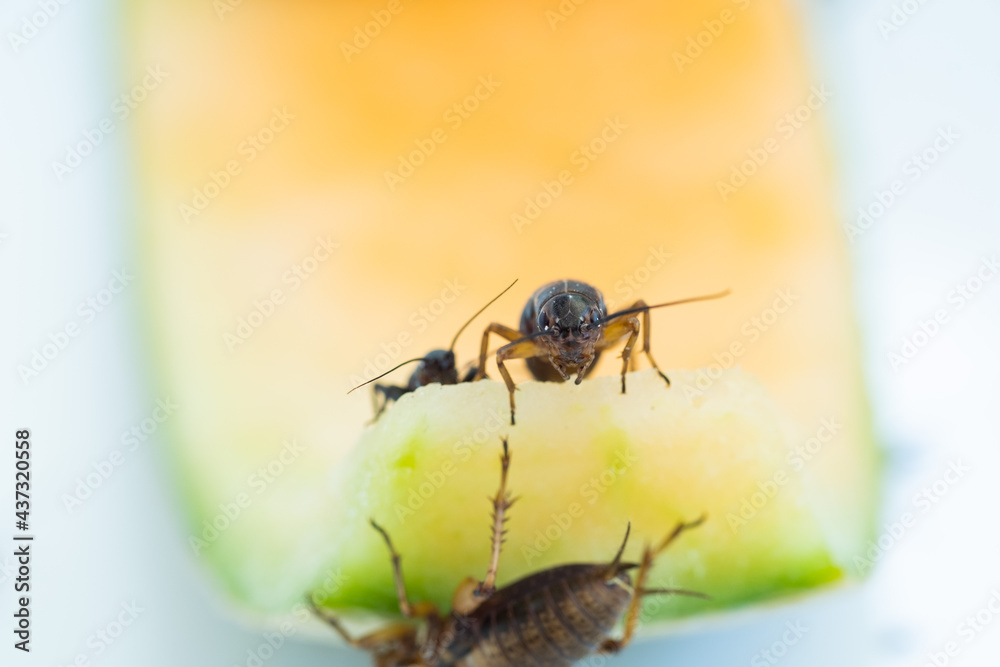 closeup crickets eating food, small bug closeup crickets eating food, small bug