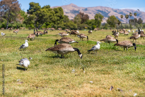 Canadian Geese grazing in the meadow  Fremont Central Park
