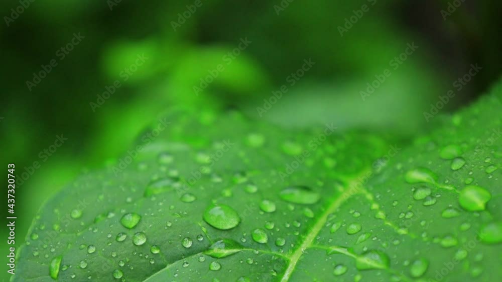 植物の葉 雨の水滴 イメージ 植物の葉 雨の水滴 イメージ