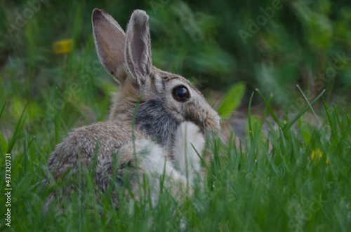 A rabbit in the tall grass scratching its face with its hind leg.
