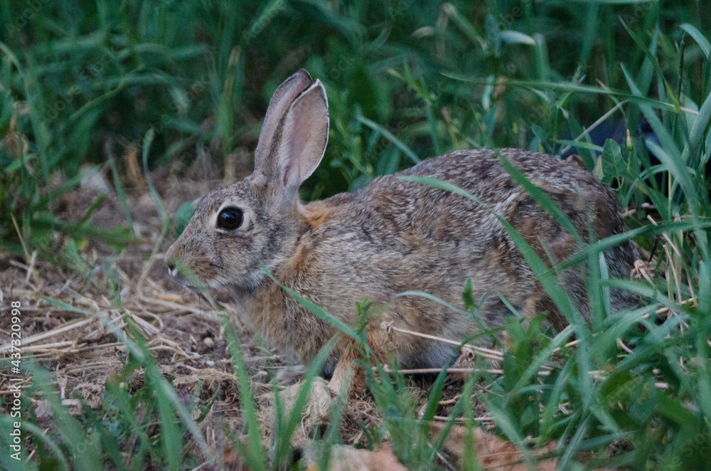 A rabbit hiding in the tall grass.
