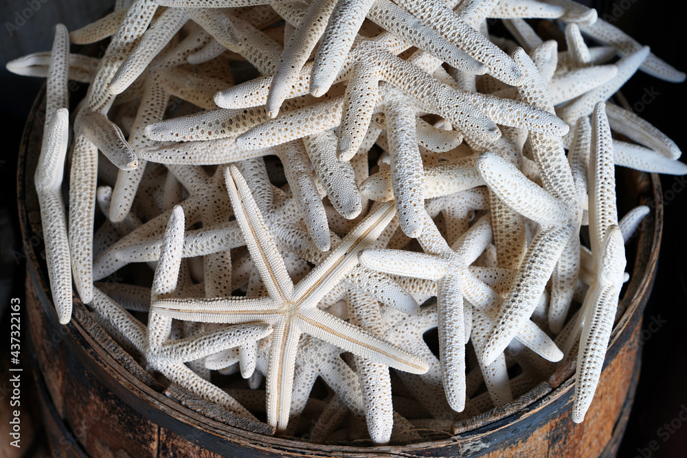 A bucket of dried white starfish A bucket of dried white starfish