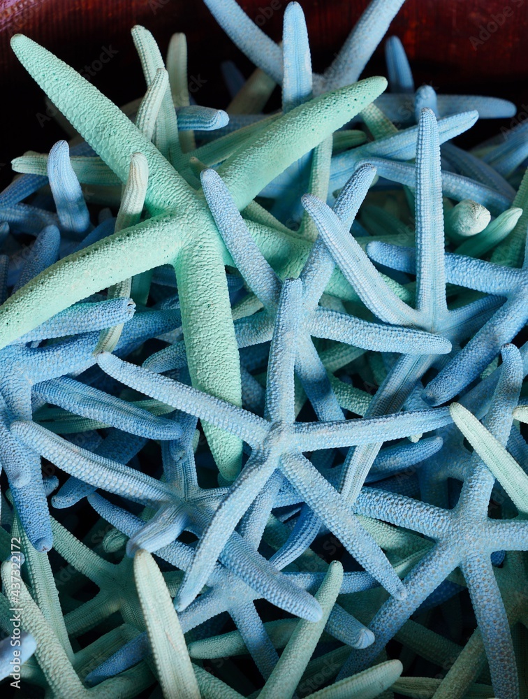 A bucket of dried blue starfish A bucket of dried blue starfish