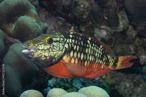 Stoplight Parrotfish on Caribbean Coral Reef