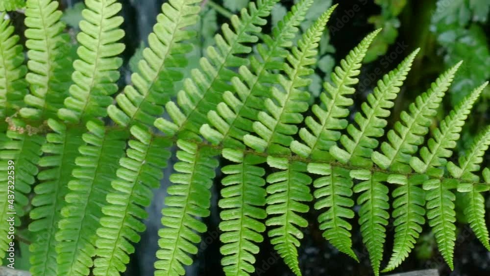 Fern in frontal view with traveling. Nature and ecology concept Fern in frontal view with traveling. Nature and ecology concept